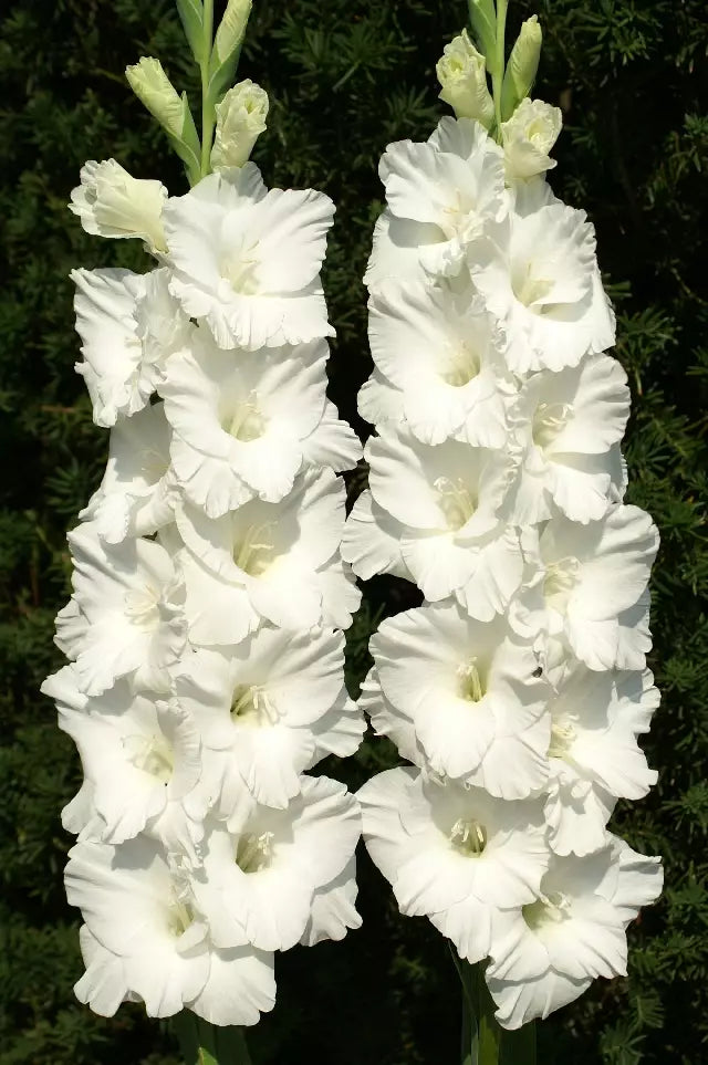White Gladiolus Flower Seeds Heirloom Non-GMO High Germination Organic Garden Seeds for Planting