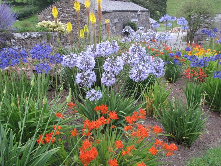 Mixed Crocosmia Flower Seeds – Heirloom Non-GMO High Germination Seeds