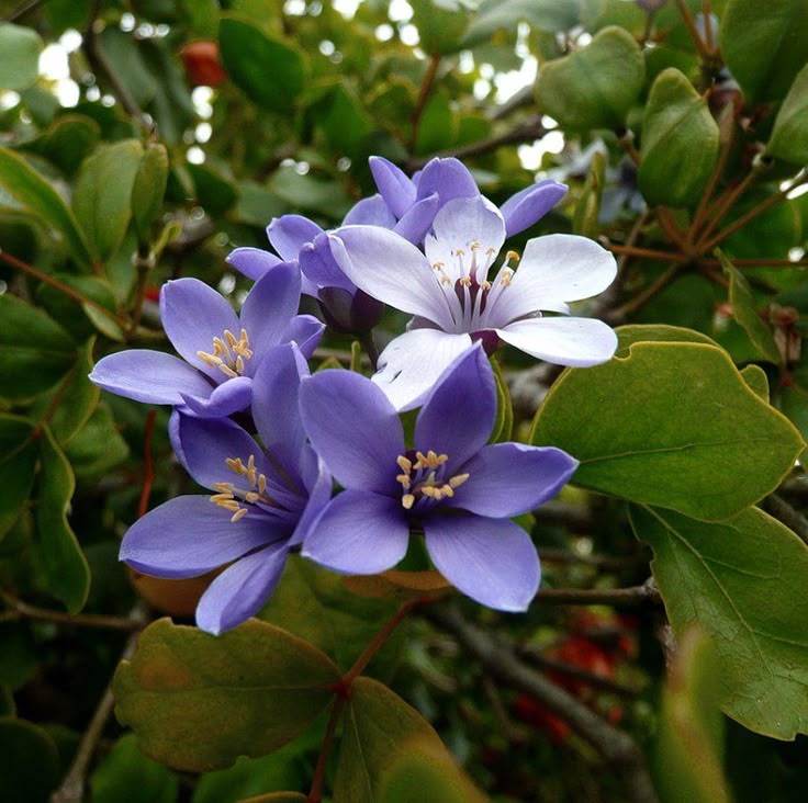 Lignum Vitae Flower Seeds – Heirloom, Non-GMO, High Germination Seeds