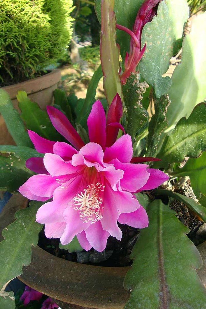 Pink Epiphyllum Oxypetalum Flower Seeds – Heirloom, Non-GMO, High Germination