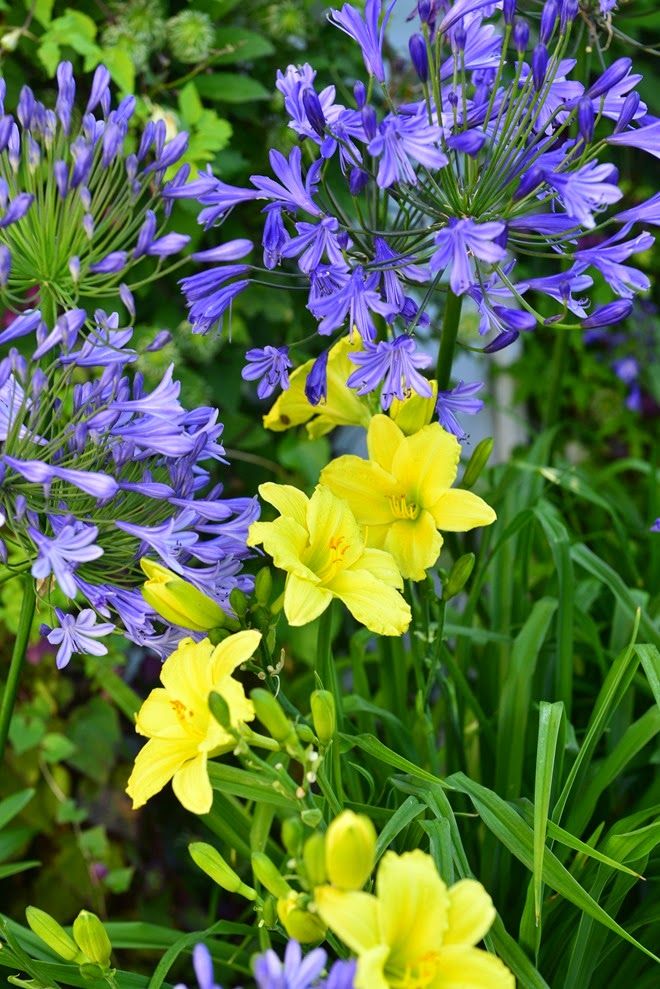 Agapanthus Flower Yellow Seeds for Planting – Heirloom Non-GMO High Germination Organic Garden Seeds