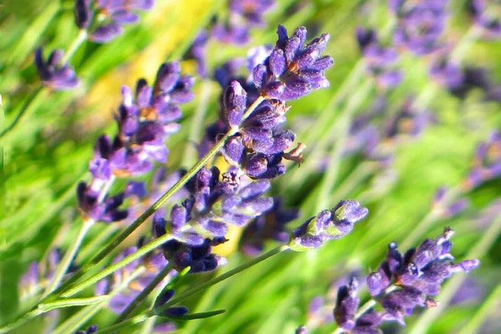 Lavender Lberis Gibraltarica Flower Seeds – Heirloom, Non-GMO, High Germination Seeds