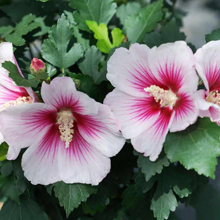 Hibiscus Flower Seeds Pink White – Heirloom, Non-GMO, High Germination Seeds
