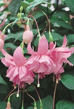 Pink Fuchsia Flower Seeds – Heirloom, Non-GMO, High Germination Organic Garden