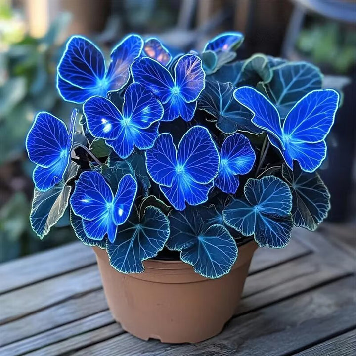 Sapphires Moonlight Butterfly Begonia Flower Seeds for Planting | Heirloom Non-GMO Organic Garden Seeds High Germination