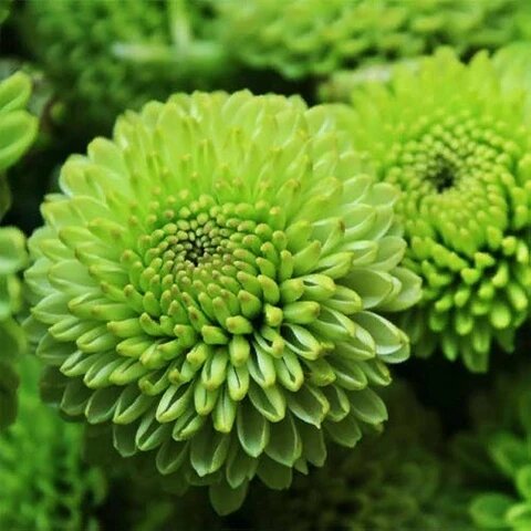 Chrysanthemum Flower Seeds Green for Planting – Heirloom Non-GMO High Germination