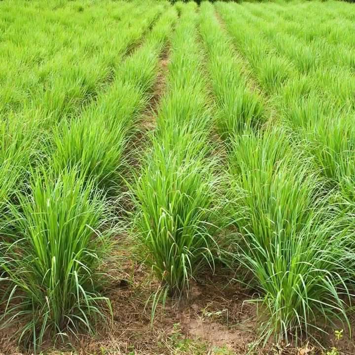 Premium Lemongrass herb seeds