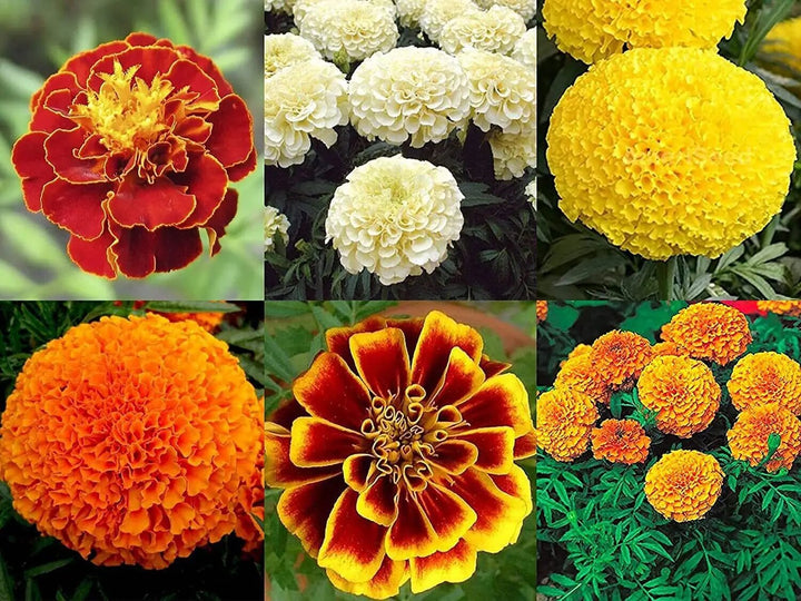 Mixed Marigold Flower Seeds – Heirloom, Non-GMO, High Germination Seeds