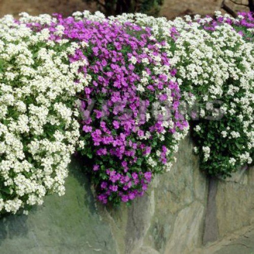 Mixed Cress Aubrieta Flower Seeds – Heirloom, Non-GMO, High Germination Organic Garden Seeds