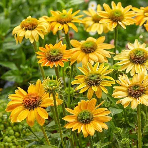 Echinacea Flower Seeds Yellow – Heirloom, Non-GMO, High Germination Seeds