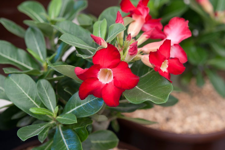 Semillas de flores de Adenium Obesum para plantar – Semillas orgánicas de alta germinación, reliquia, no modificadas genéticamente