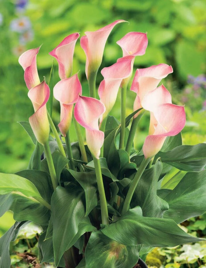Light Pink Calla Lily Flower Seeds – Heirloom, Non-GMO, High Germination Organic Seeds