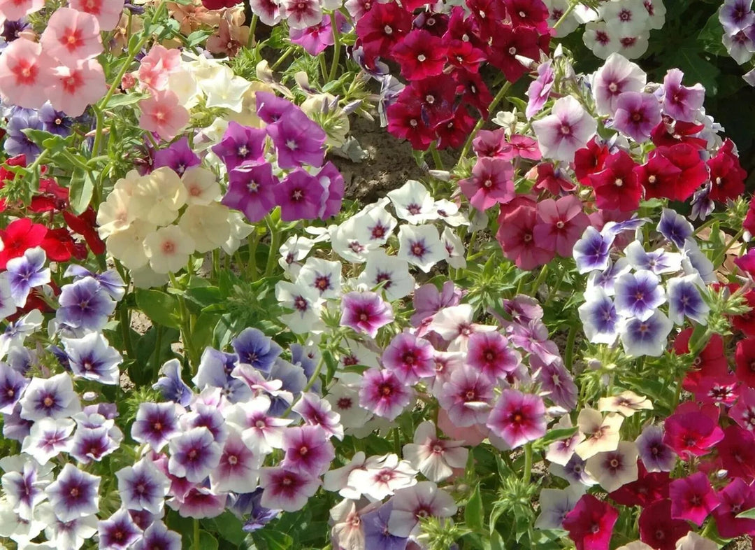 Mix Phlox Flower Seeds – Heirloom, Non-GMO, High Germination Seeds