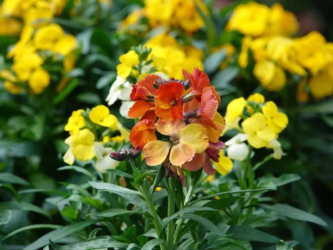 Mixed Cheiri Erysimum Flower Seeds – Heirloom, Non-GMO, High Germination Seeds