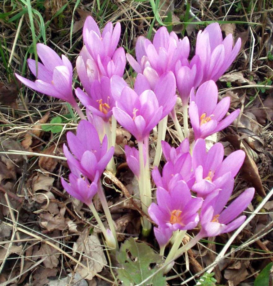 Pink Colchicum Flower Seeds for Planting – Heirloom Non-GMO High Germination Seeds