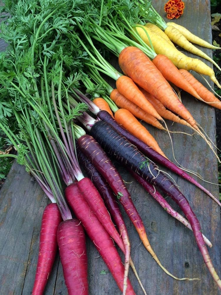 rainbow carrot flower seeds