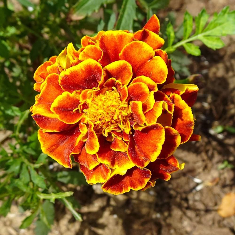 marigold janie flower seeds