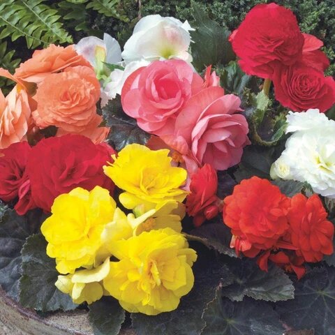 Mixed Begonia Flower Seeds for Planting – Heirloom Non-GMO High Germination Organic Seeds