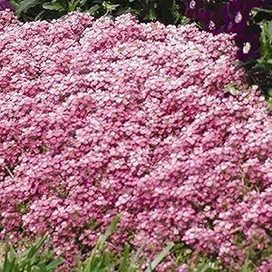violet violet flower seeds