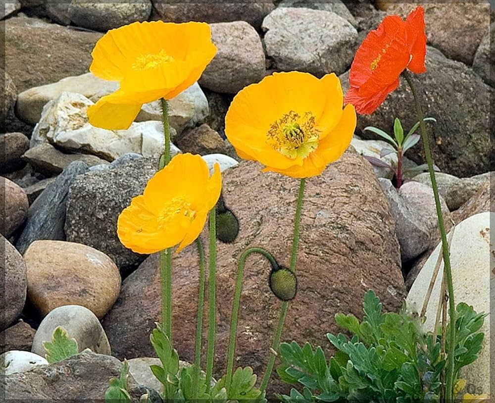 iceland poppy flower seeds