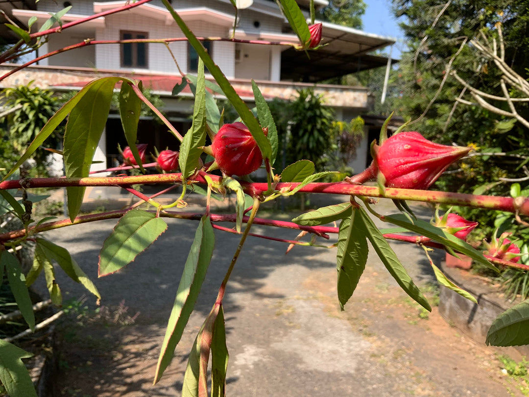 Hibiscus Sabdariffa herb seeds