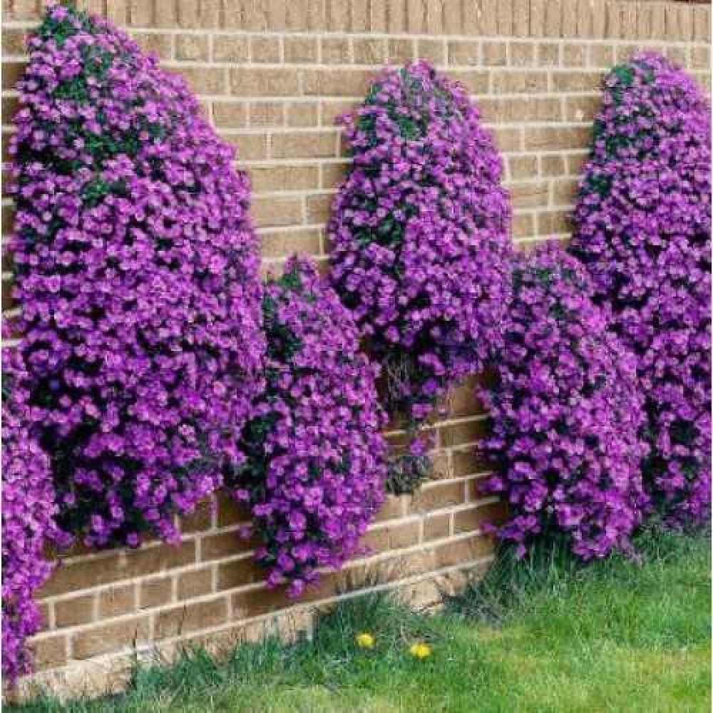 Mixed Cress Aubrieta Flower Seeds – Heirloom, Non-GMO, High Germination Organic Garden Seeds