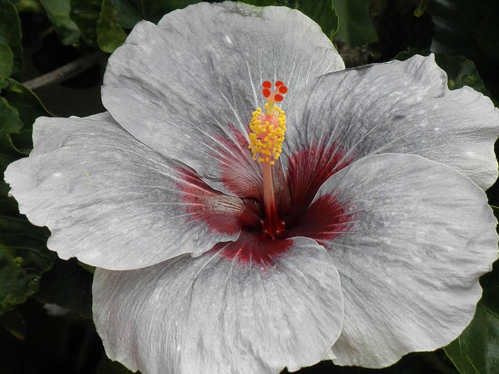 Gray Hibiscus Flower Seeds – Heirloom, Non-GMO, High Germination Seeds