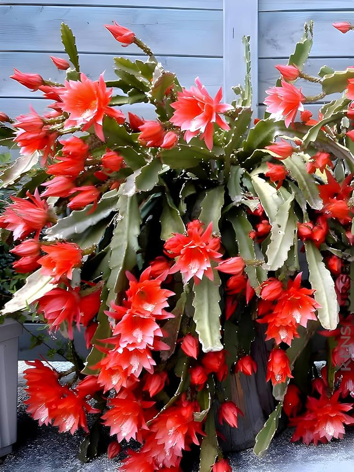 Red Epiphyllum Oxypetalum Flower Seeds – Heirloom Non-GMO High Germination