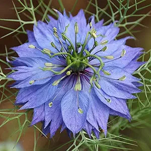 blue delft flower seeds