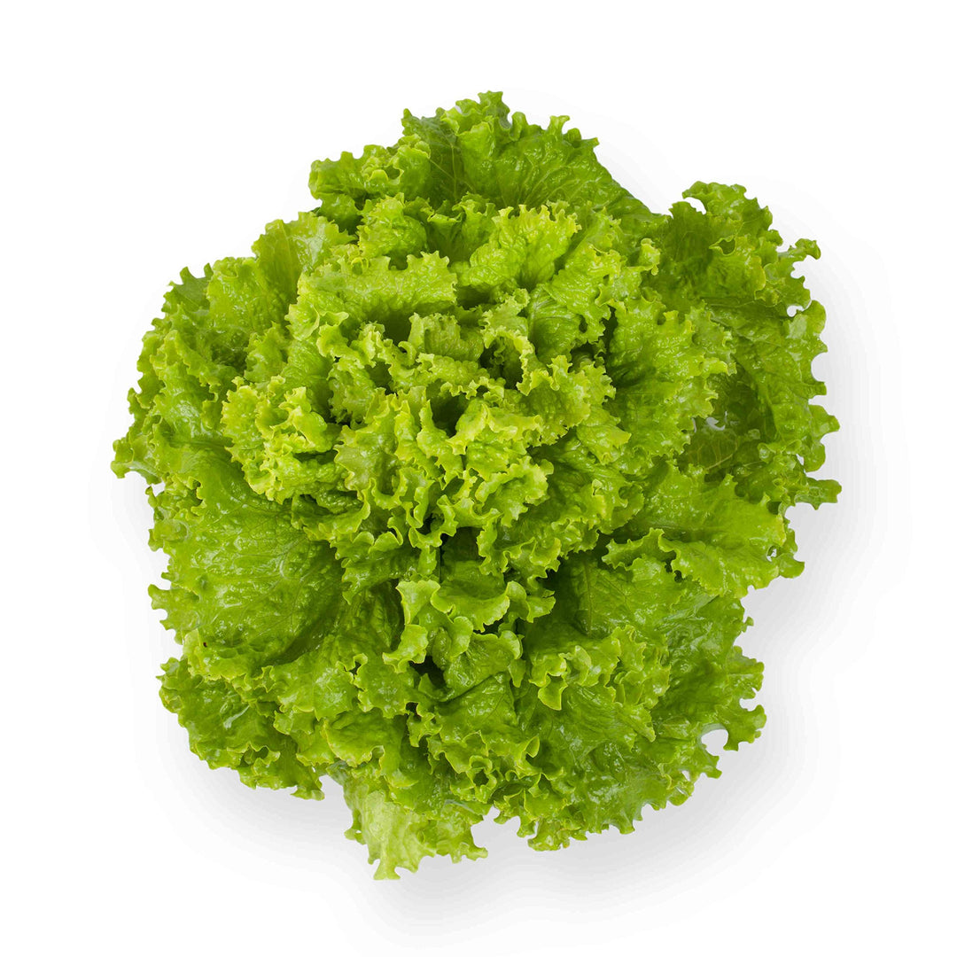 lettuce lactuca flower seeds