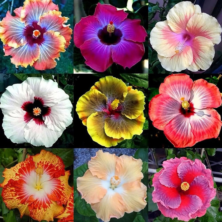 Mixed Hibiscus Flower Seeds – Heirloom, Non-GMO, High Germination Seeds