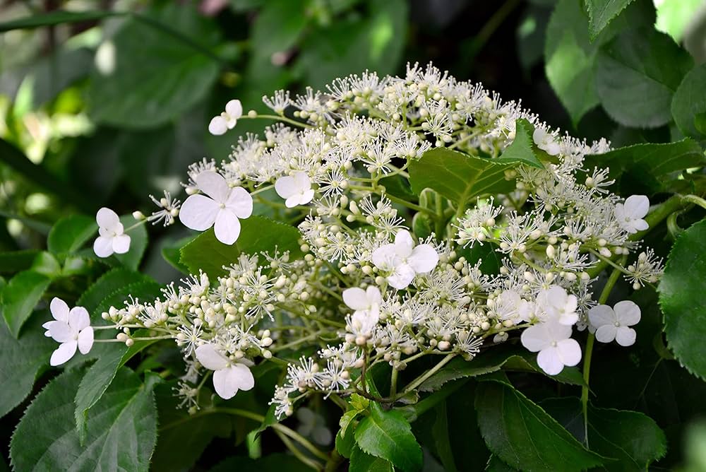 climbing hydrangea flower seeds