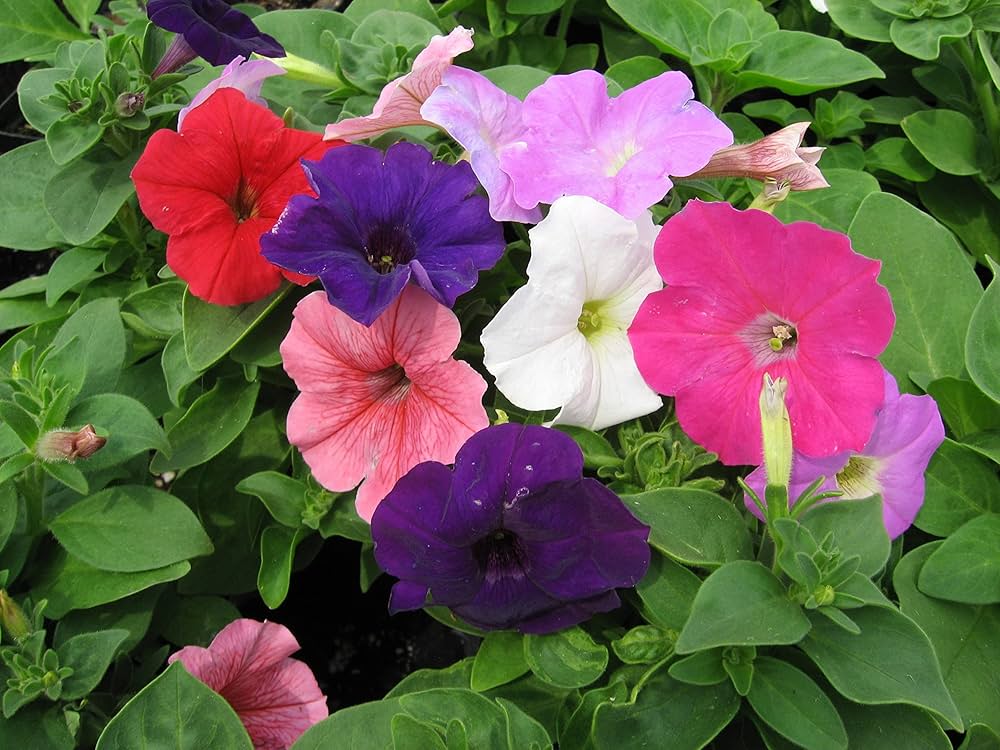 Mixed Petunia Flower Seeds – Heirloom, Non-GMO, High Germination Seeds for Planting, Organic Garden Seeds