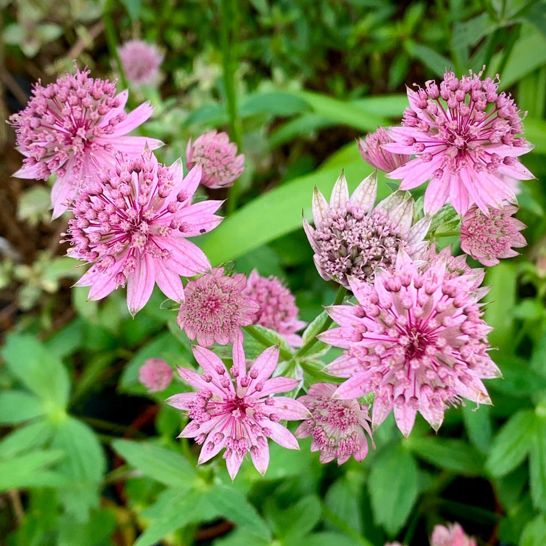Astrantia Flower Seeds Pink for Planting Heirloom Non-GMO High Germination Organic Seeds