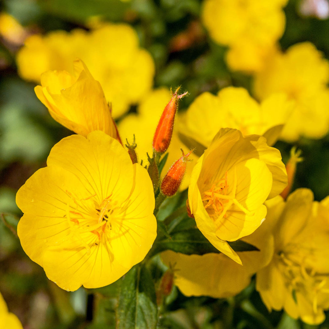 yellow evening flower seeds