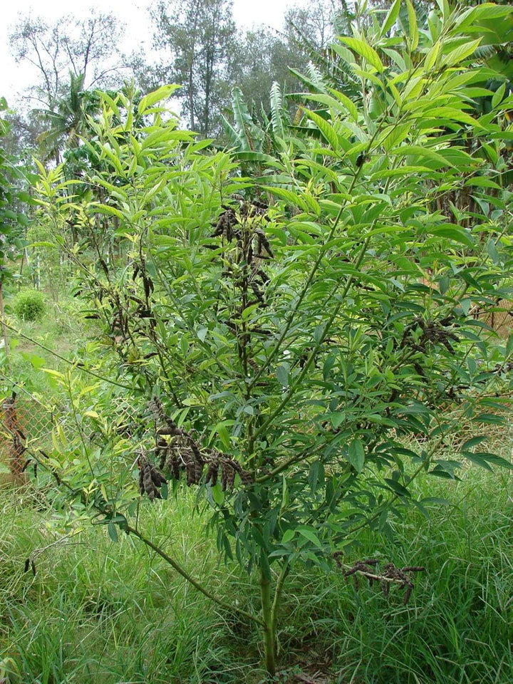 Cajanus Cajan Plant For Growing Hearty And Nutritious Legumes Seeds for Planting Heirloom Non-GMO High Germination Organic Garden Seeds