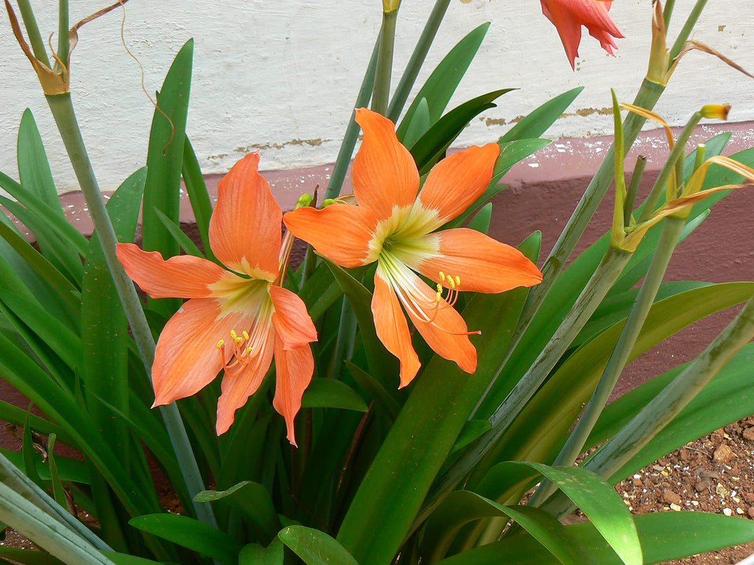 orange white flower seeds