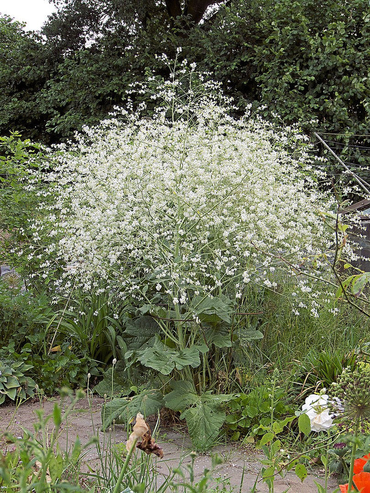 Crambe cordifolia Flower Seeds White – Heirloom Non-GMO High Germination