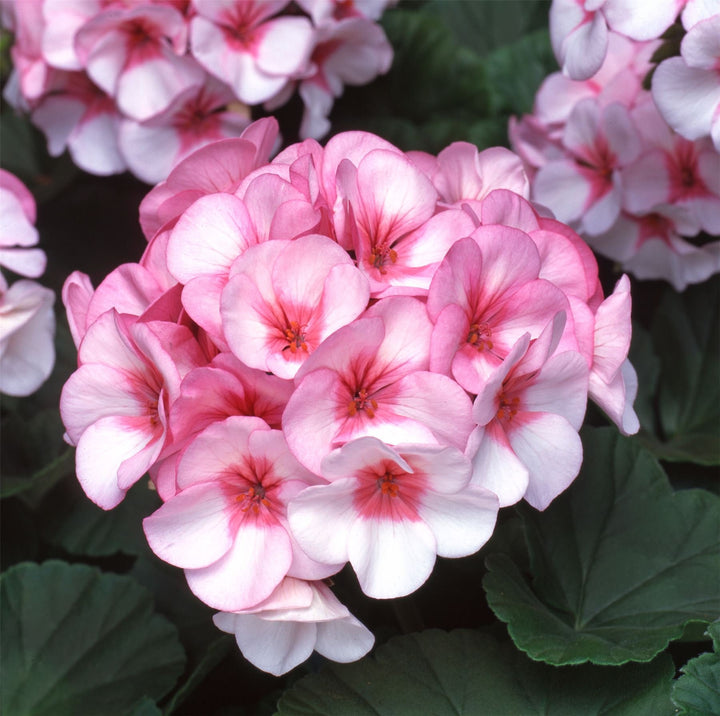White Pink Geranium Flower Seeds Heirloom Non-GMO High Germination Seeds
