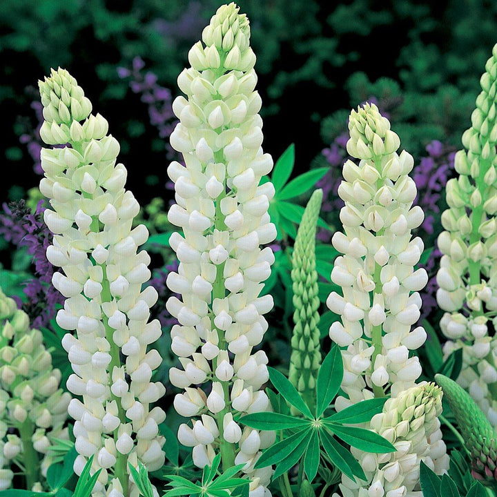 Giant Lupine Flower Seeds White – Heirloom Non-GMO High Germination Seeds