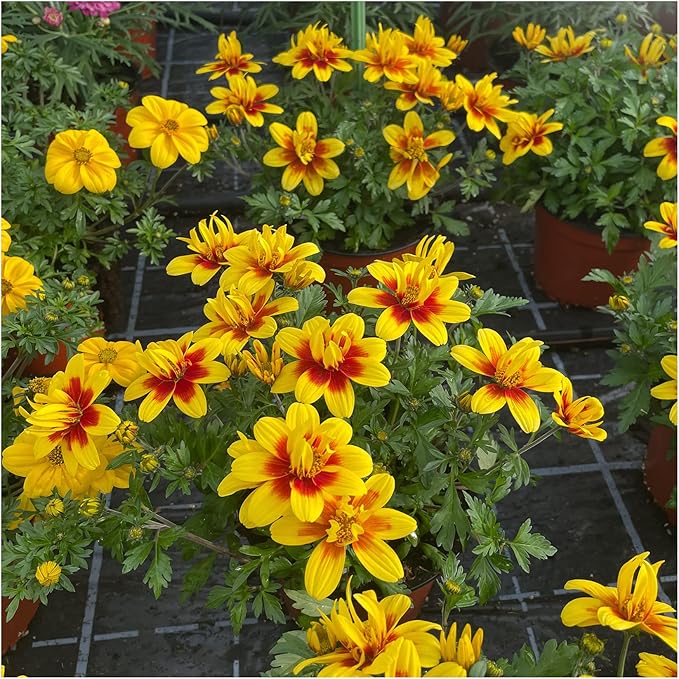 Yellow Red Bidens Flower Seeds Heirloom Non-GMO High Germination Organic Garden Seeds for Planting