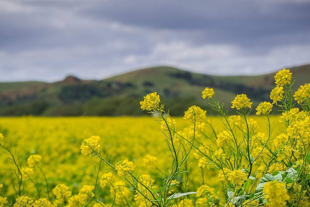 brown mustard flower seeds