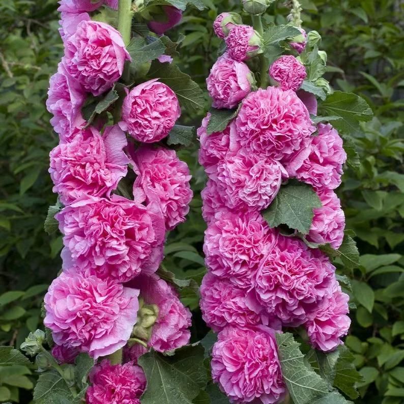 Pink Double Hollyhock Flower Seeds Heirloom Non-GMO High Germination Organic Garden Seeds for Planting