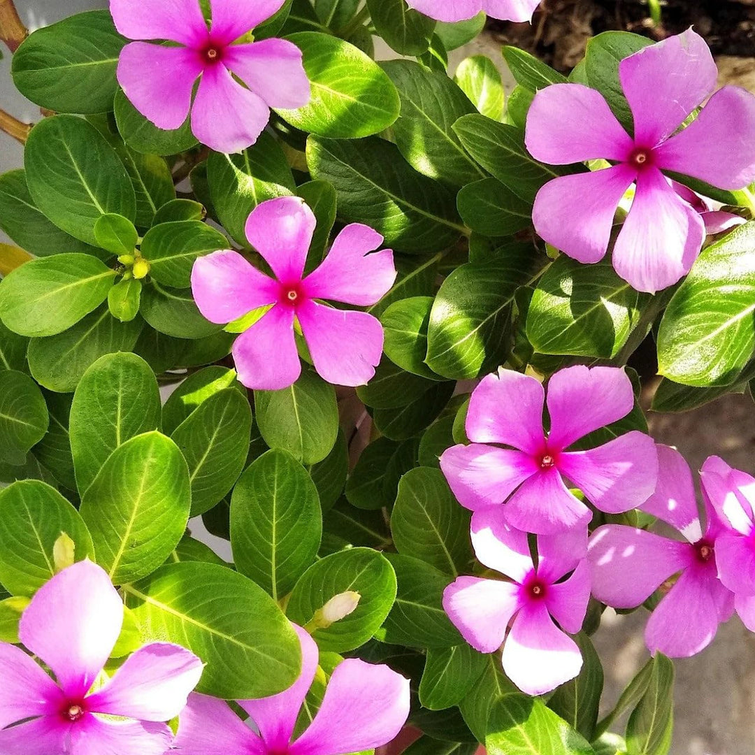 ornamental pots flower seeds