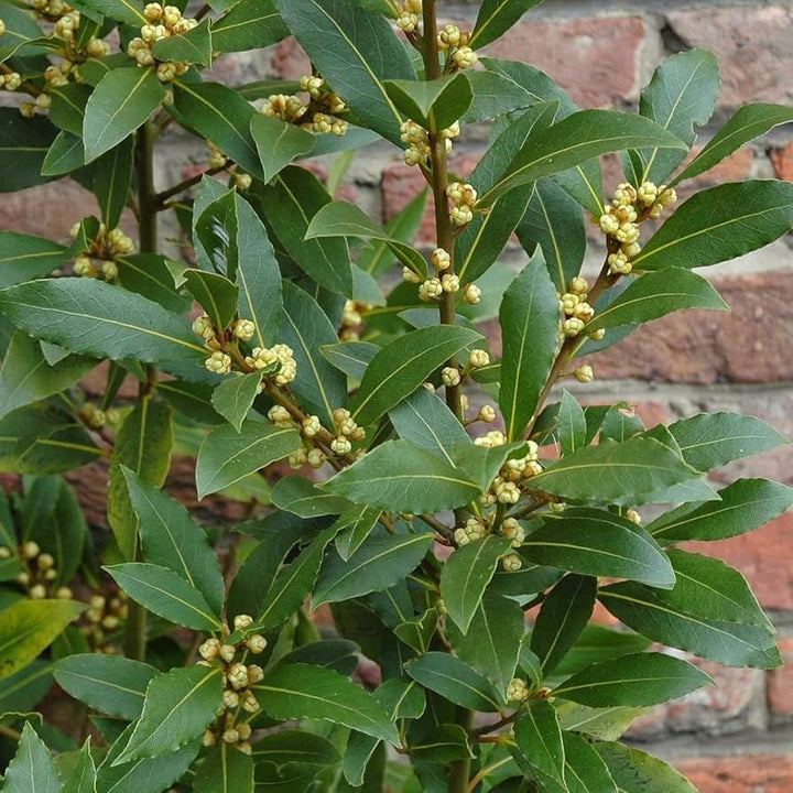 Laurus Nobilis Flower Seeds – Heirloom, Non-GMO, High Germination Seeds