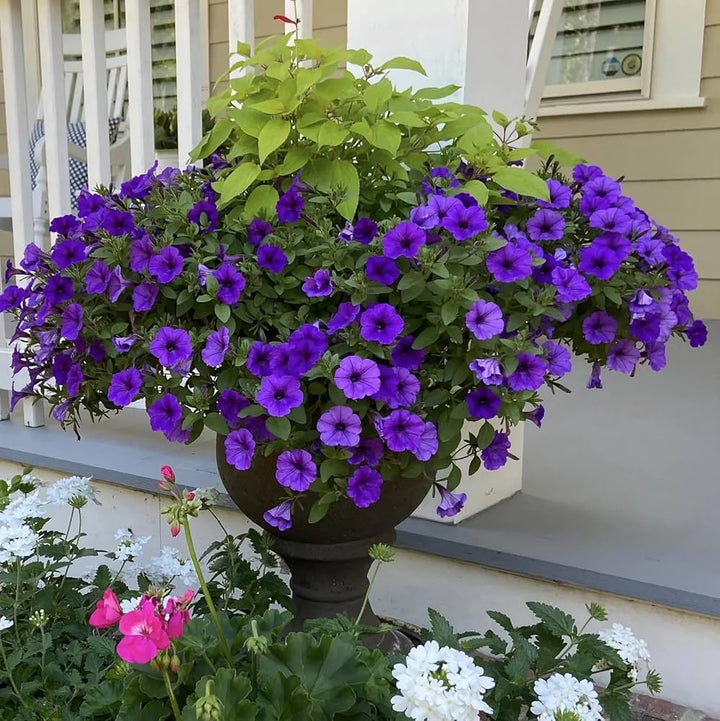 Impatiens Flower Seeds Purple Heirloom Non-GMO High Germination Organic Garden Seeds for Planting