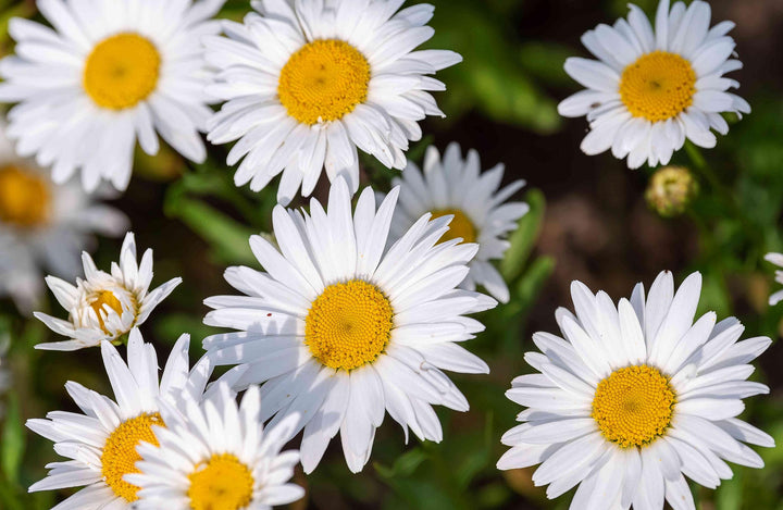 Semillas de margarita perenne – Cimarrón, sin OGM, semillas orgánicas de alta germinación