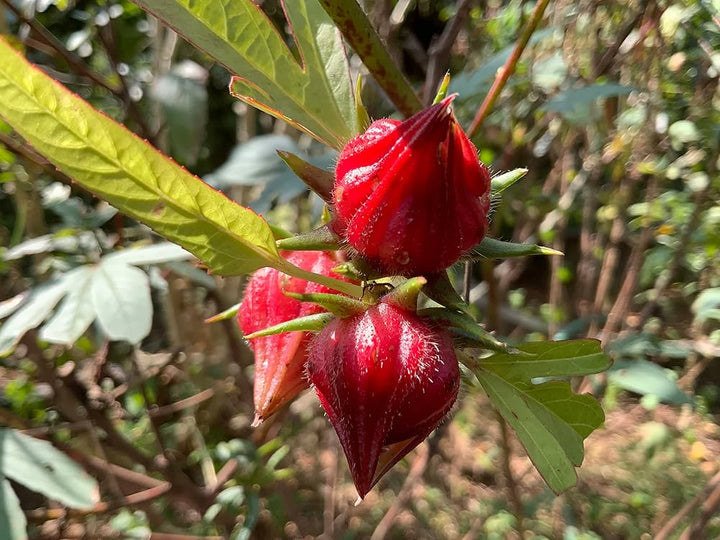 Dunkelrote Rosella Blumensamen zum Pflanzen – Alte Sorte gentechnikfrei Samen mit hoher Keimfähigkeit