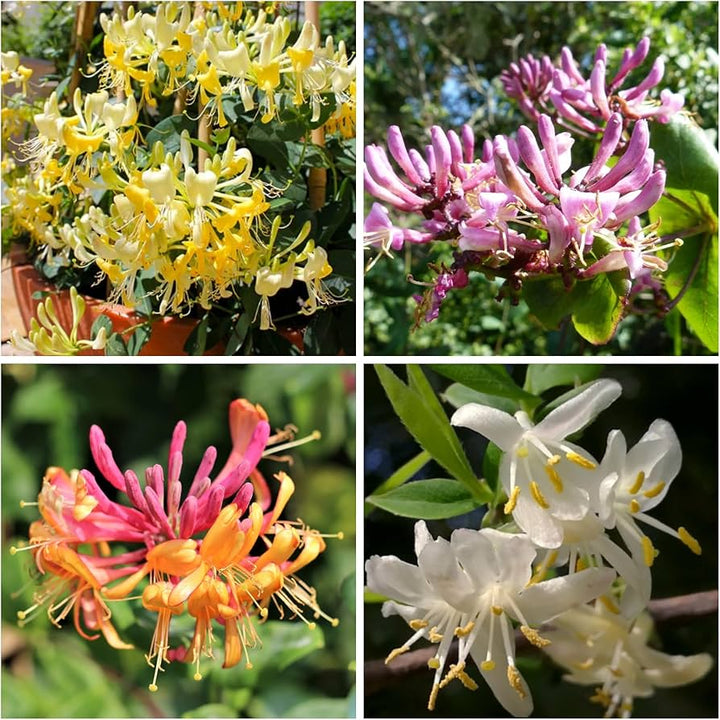 Honeysuckle Flower Seeds Mixed – Heirloom, Non-GMO, High Germination Seeds