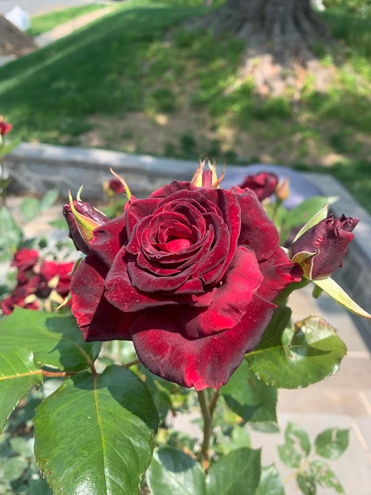 black rose flower seeds